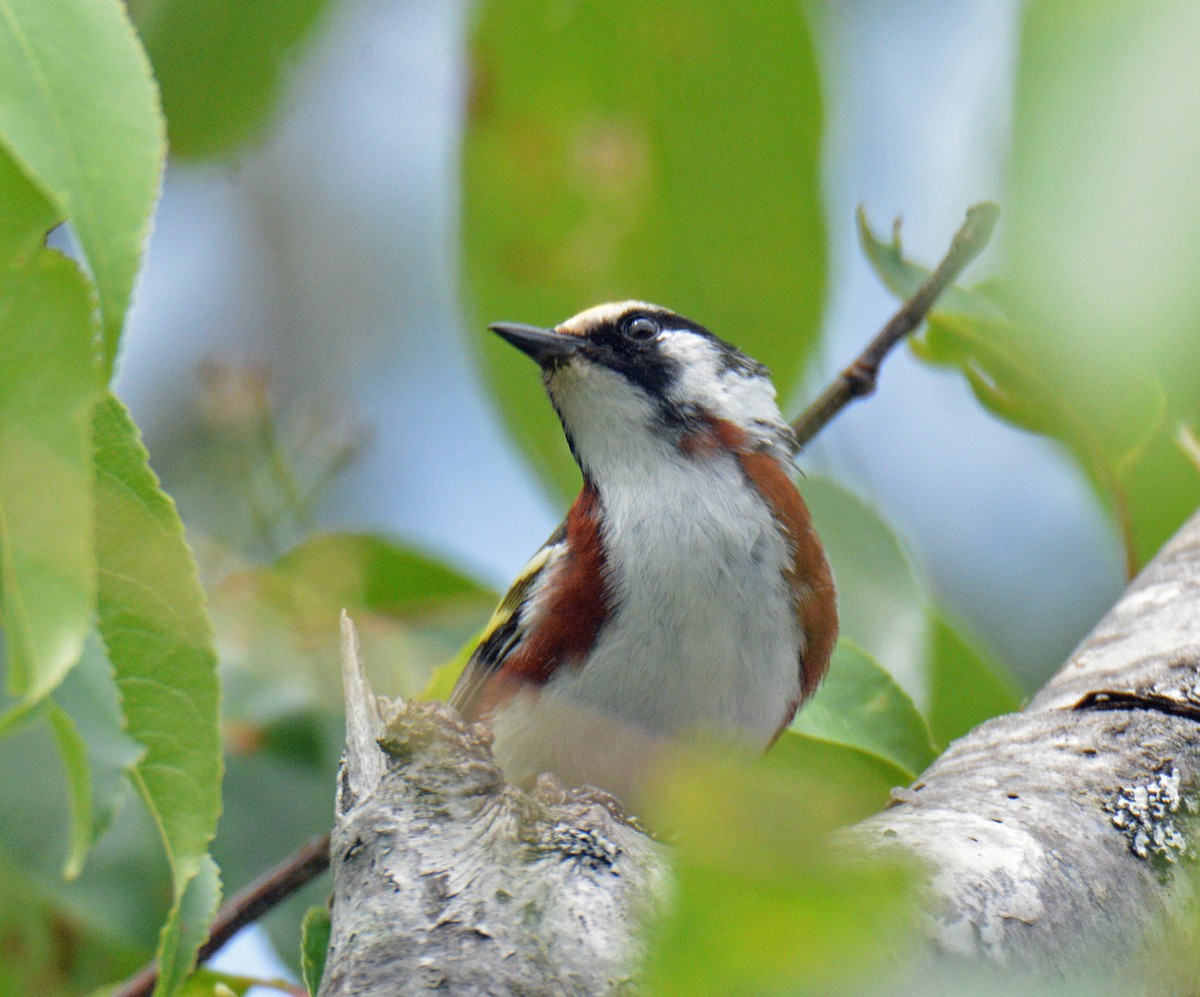 Chestnut-sided Warbler - ML638376243
