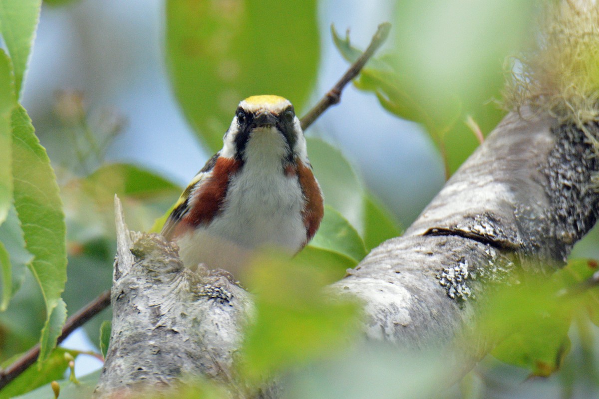Chestnut-sided Warbler - ML638376246