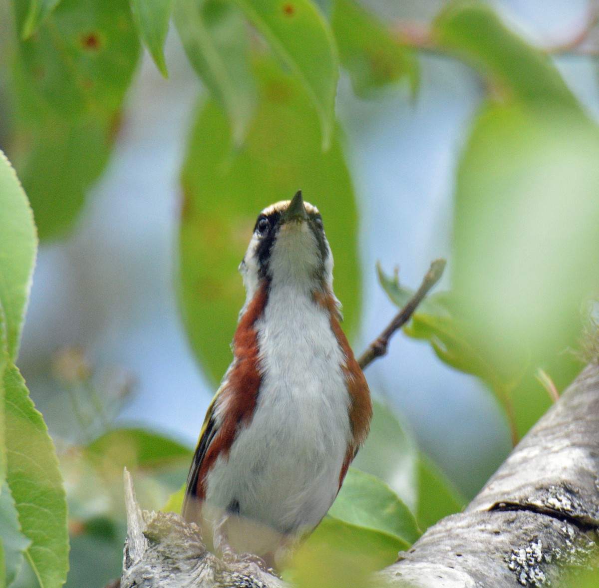 Chestnut-sided Warbler - ML638376247