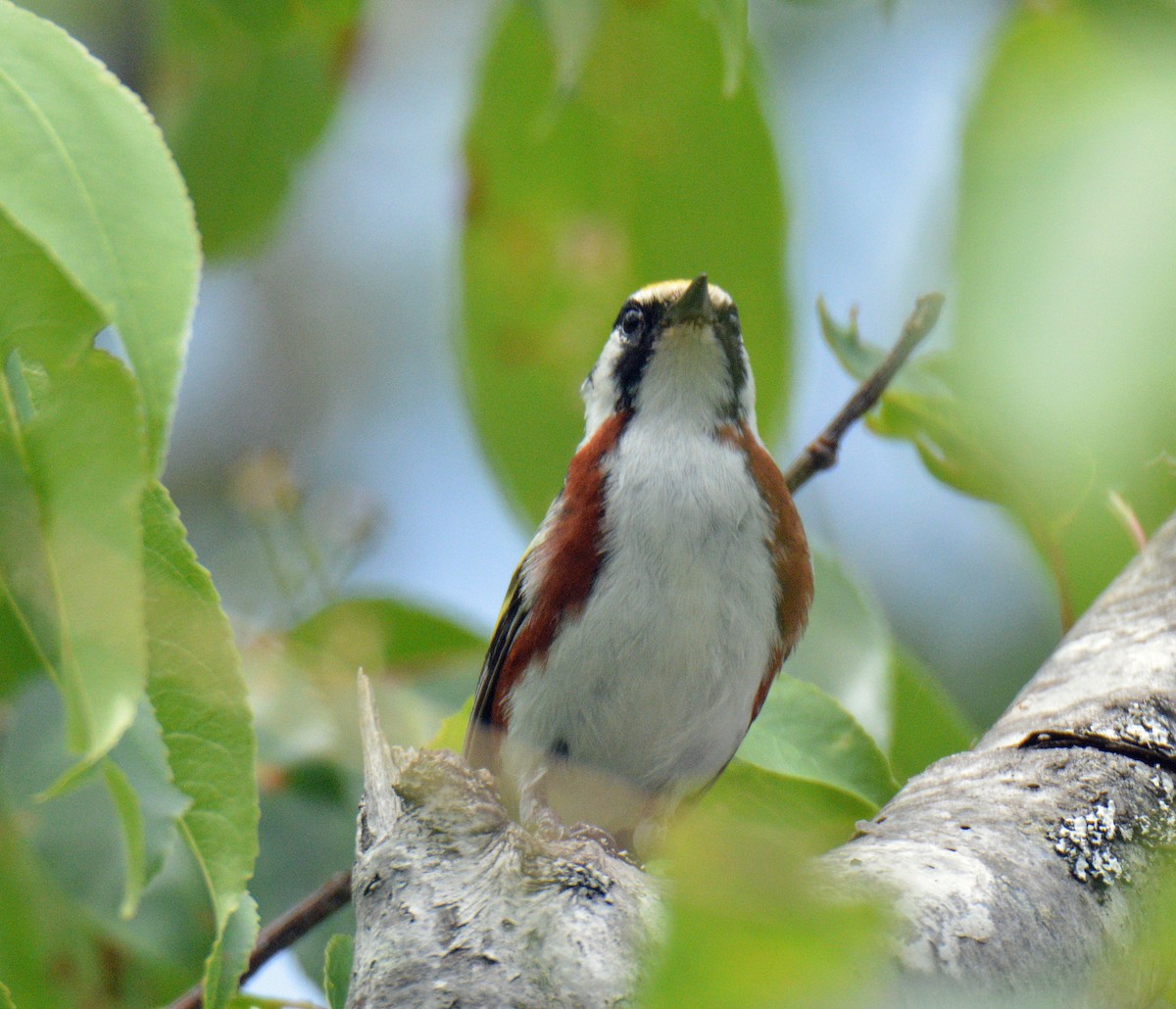 Chestnut-sided Warbler - ML638376248