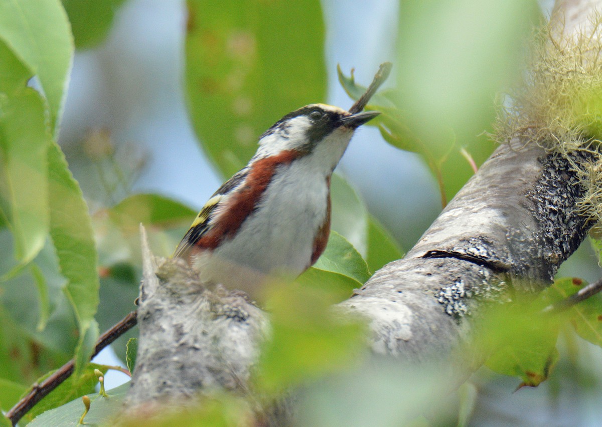 Chestnut-sided Warbler - ML638376249