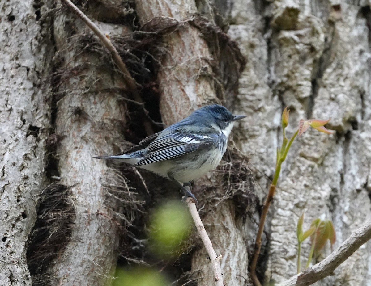 Cerulean Warbler - ML638376263