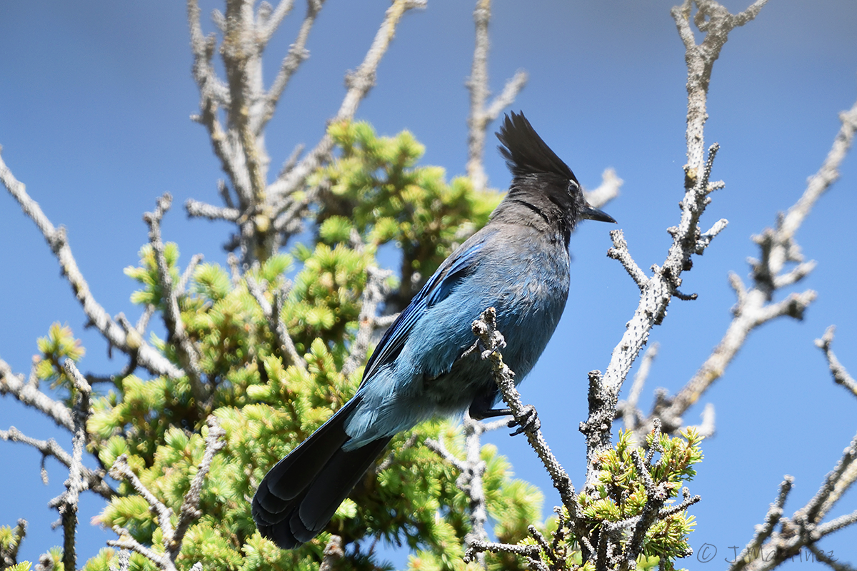 Steller's Jay - ML638376264