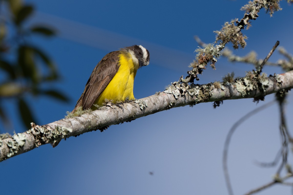 Rusty-margined Flycatcher - ML638376267