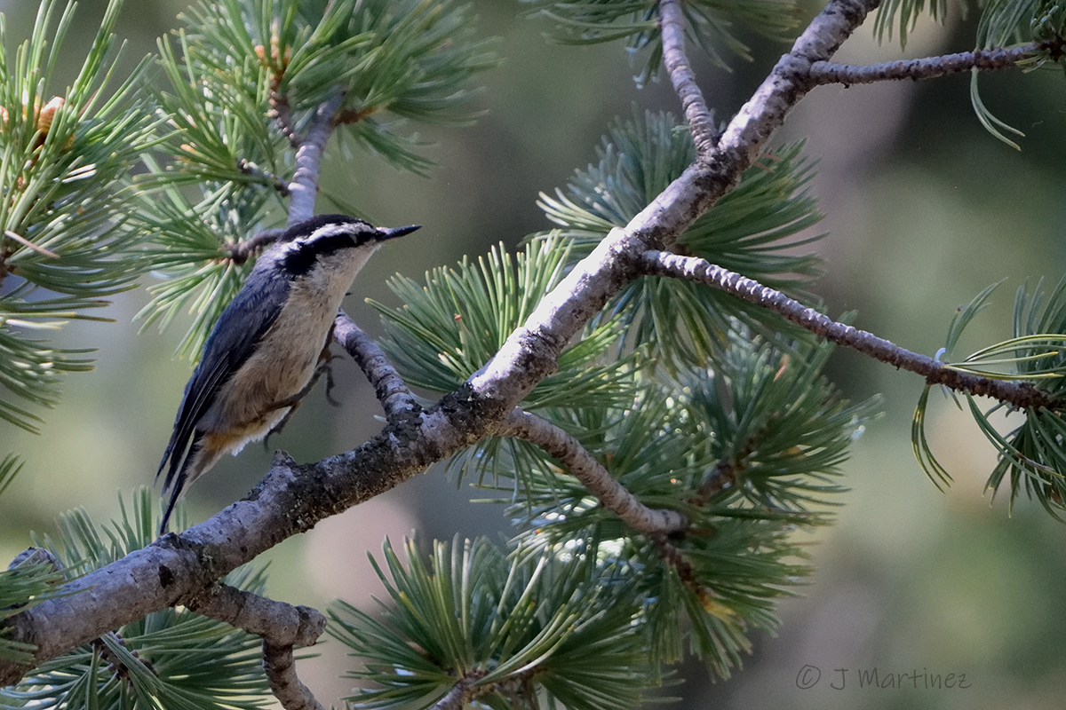 Red-breasted Nuthatch - ML638376268