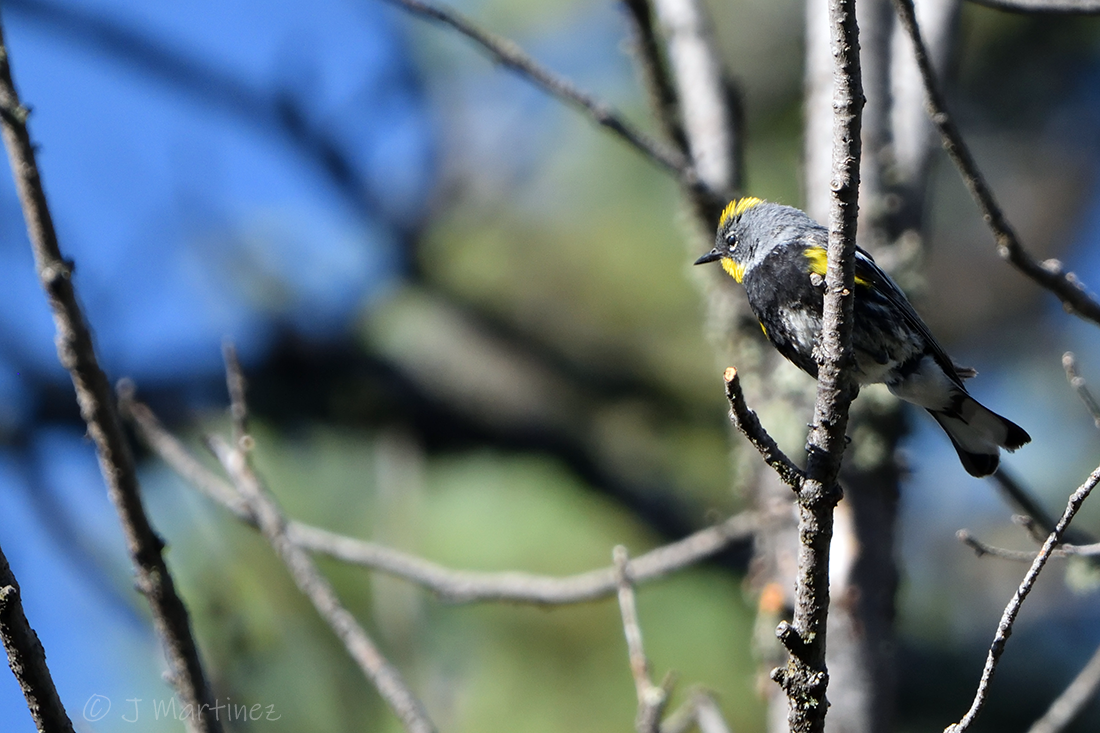 Yellow-rumped Warbler - ML638376274
