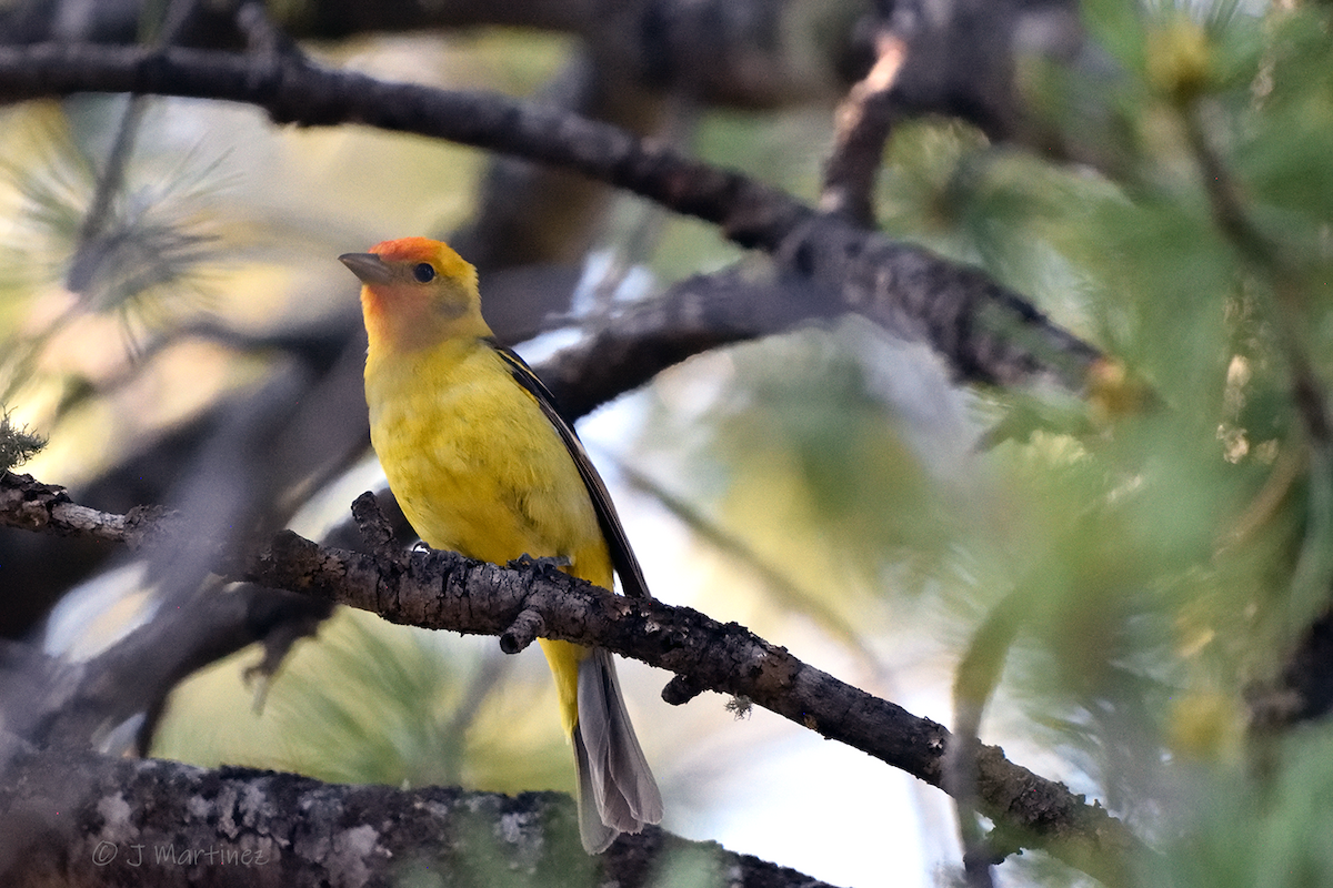 Western Tanager - ML638376281