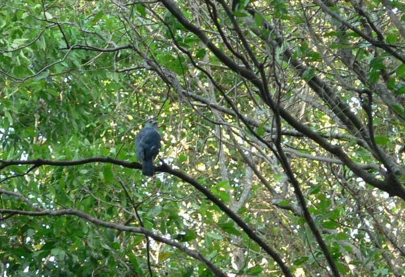 Frances's Sparrowhawk - ML638376283