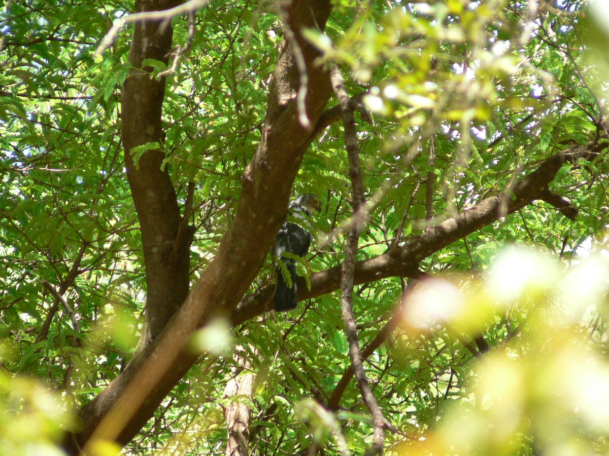 Frances's Sparrowhawk - ML638376284