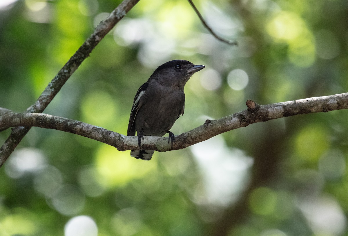 White-winged Becard - ML638376285