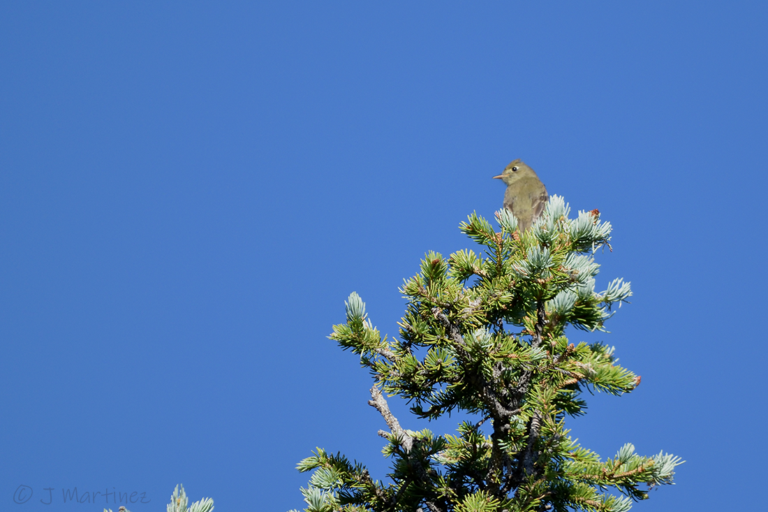 Western Flycatcher - ML638376305