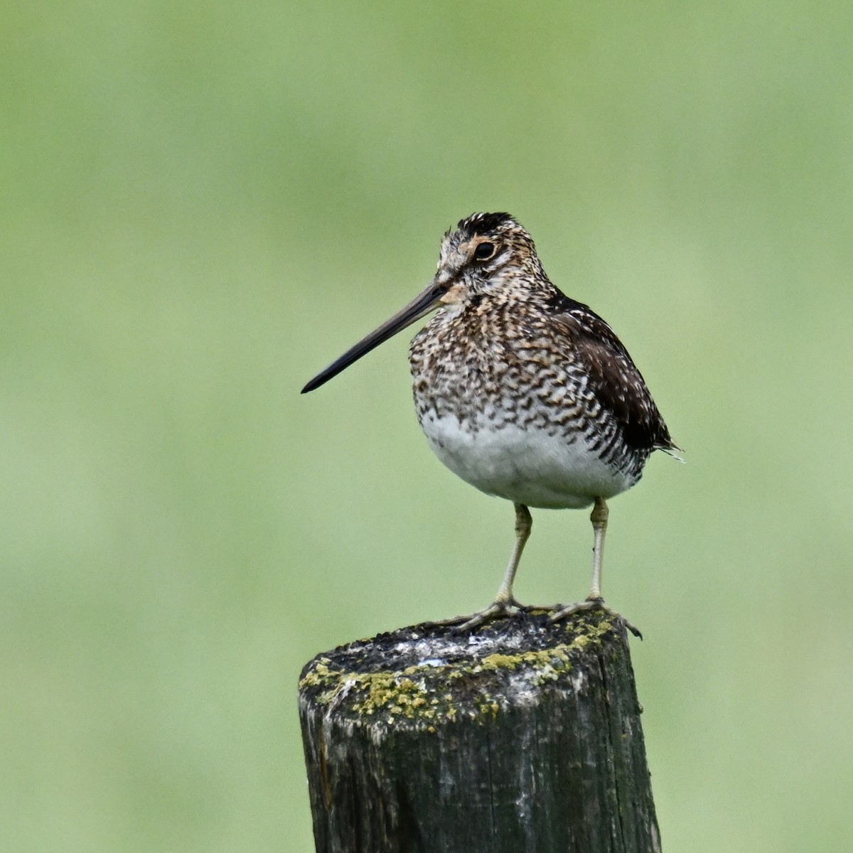 Wilson's Snipe - ML638376312