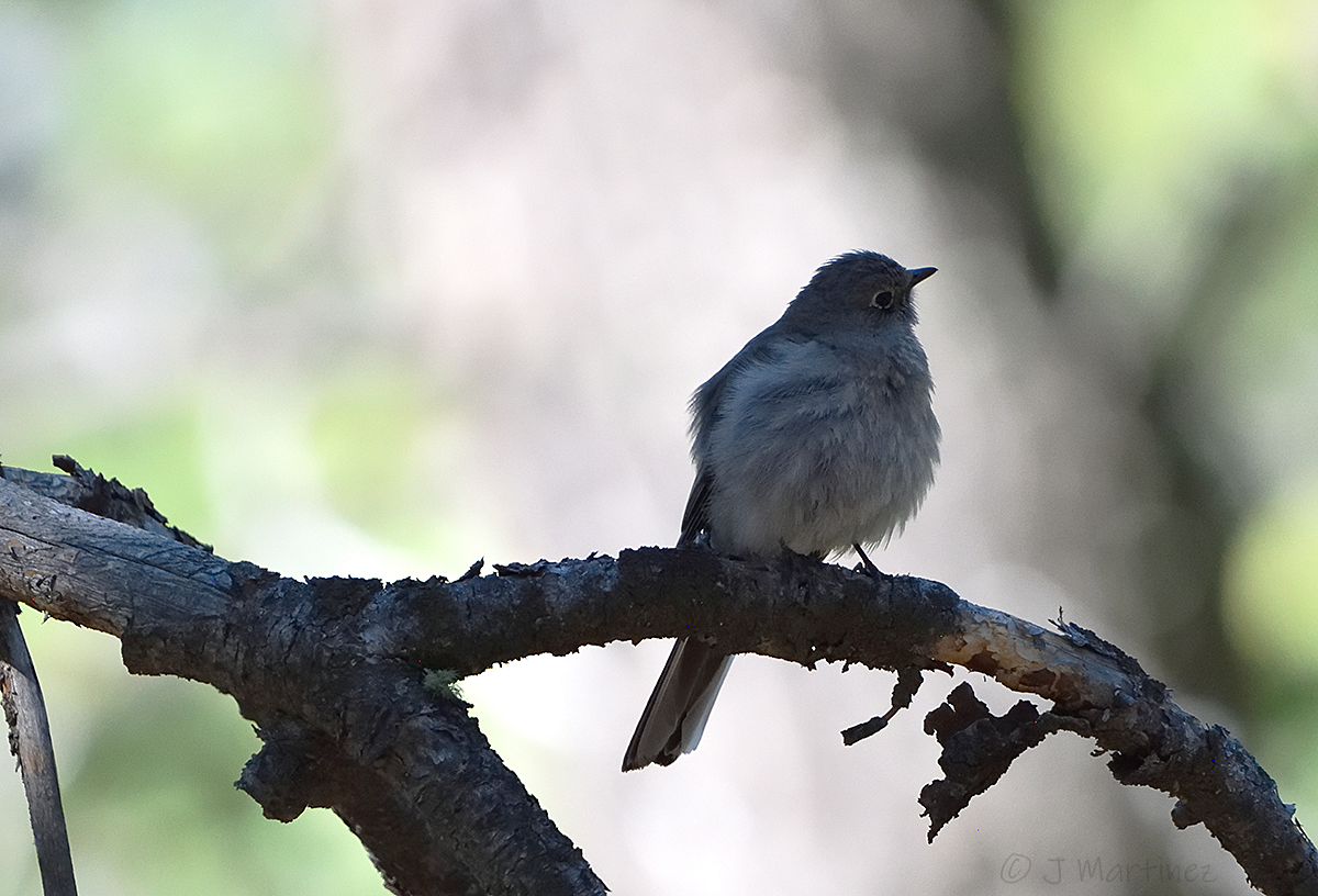 Townsend's Solitaire - ML638376313