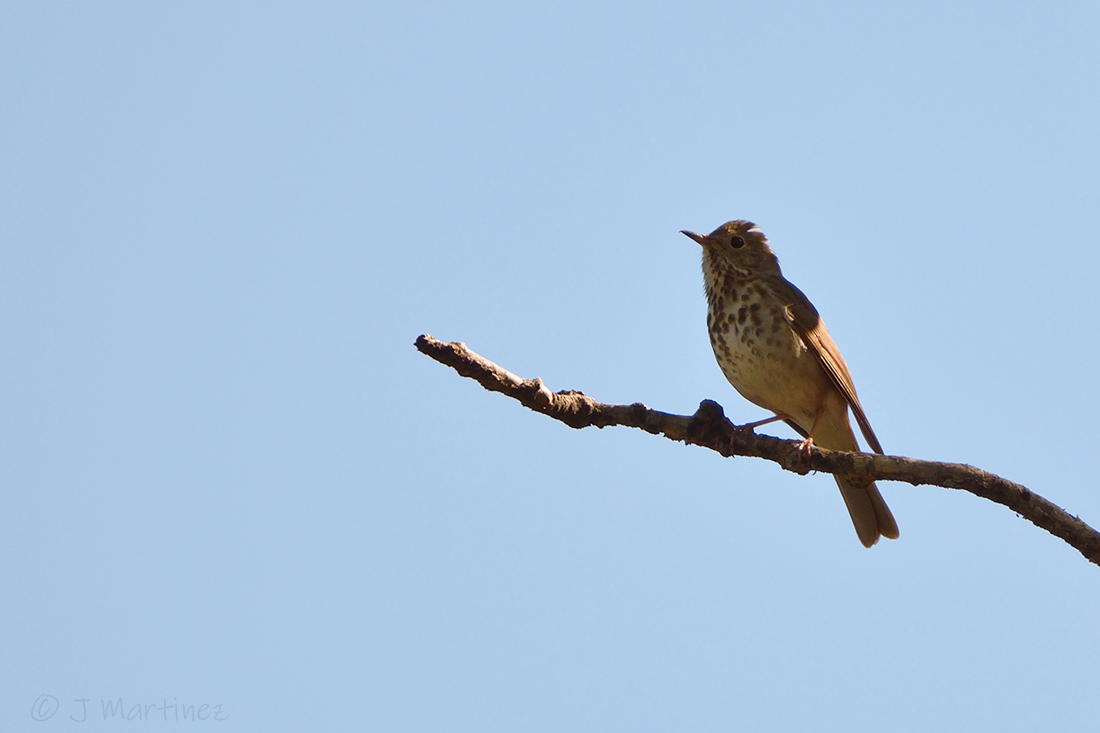 Hermit Thrush - ML638376322