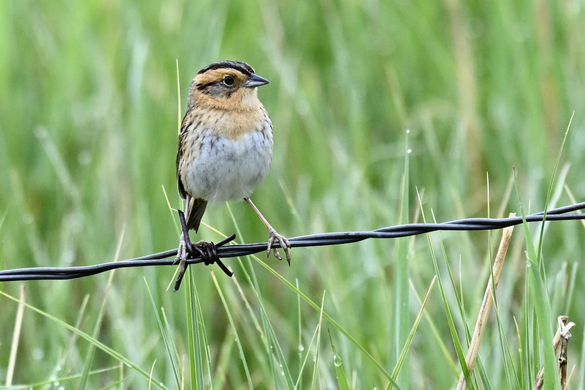 Nelson's Sparrow (Interior) - ML638376329