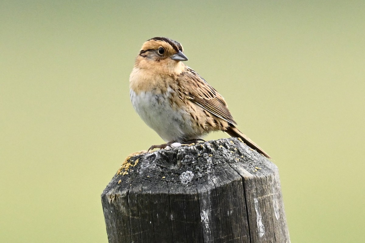 Nelson's Sparrow (Interior) - ML638376330