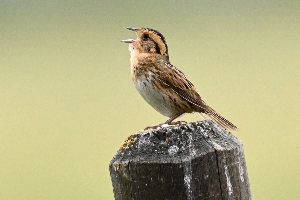 Nelson's Sparrow (Interior) - ML638376331
