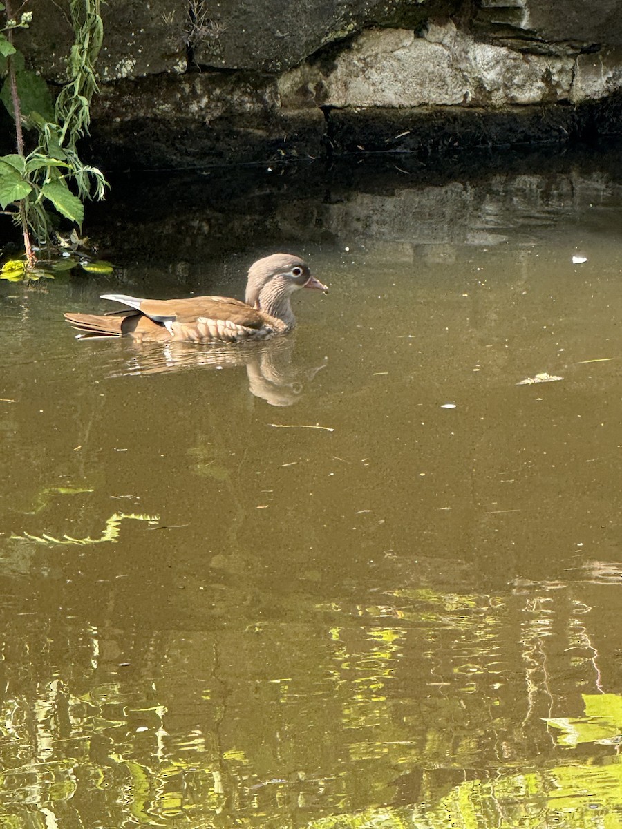 Мандир уранхажин - ML638376334