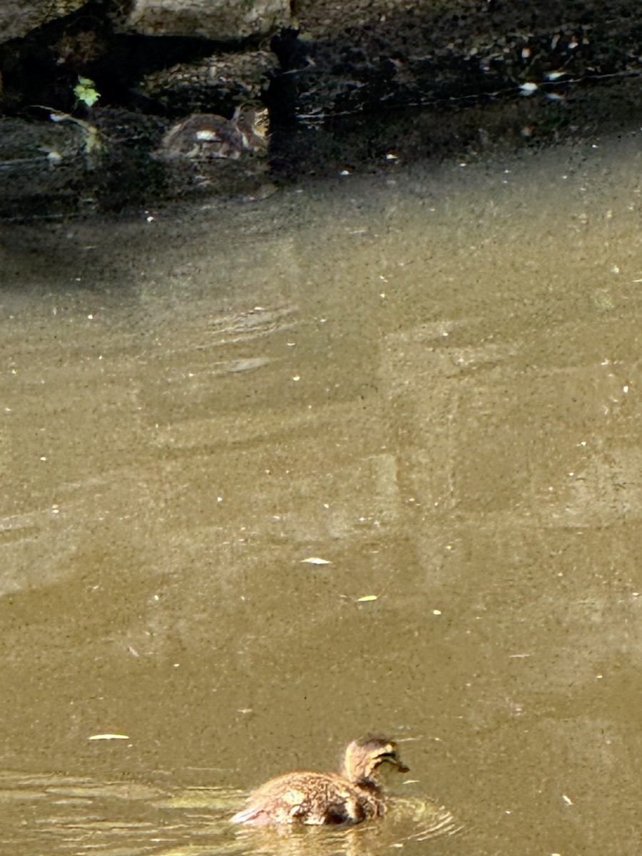 Мандир уранхажин - ML638376335