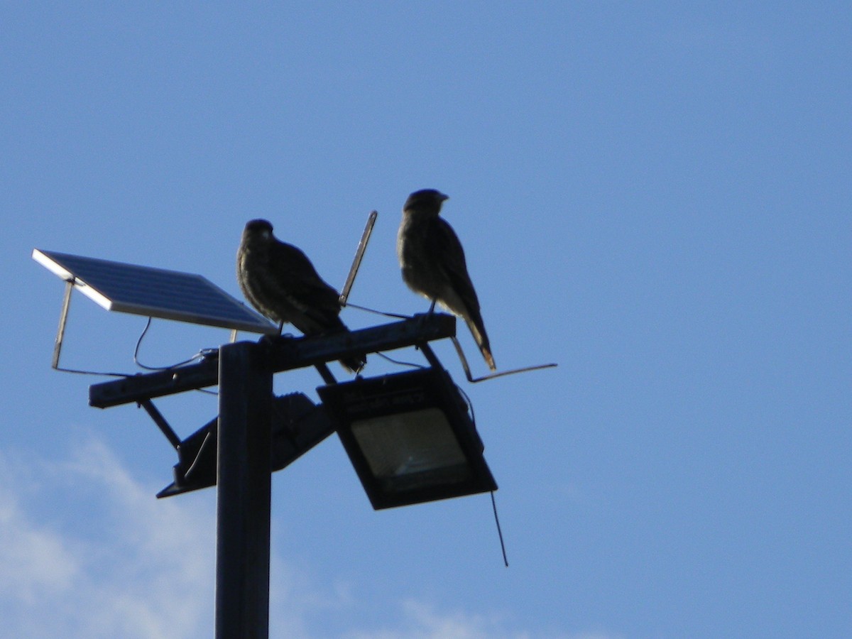 Chimango Caracara - ML638376342