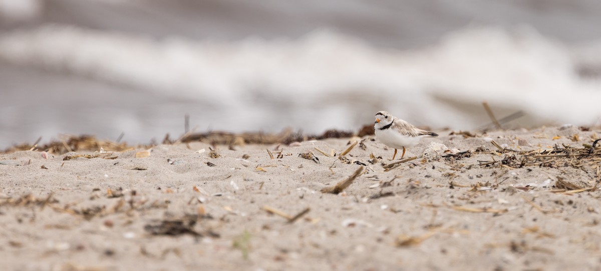 Piping Plover - ML638376386