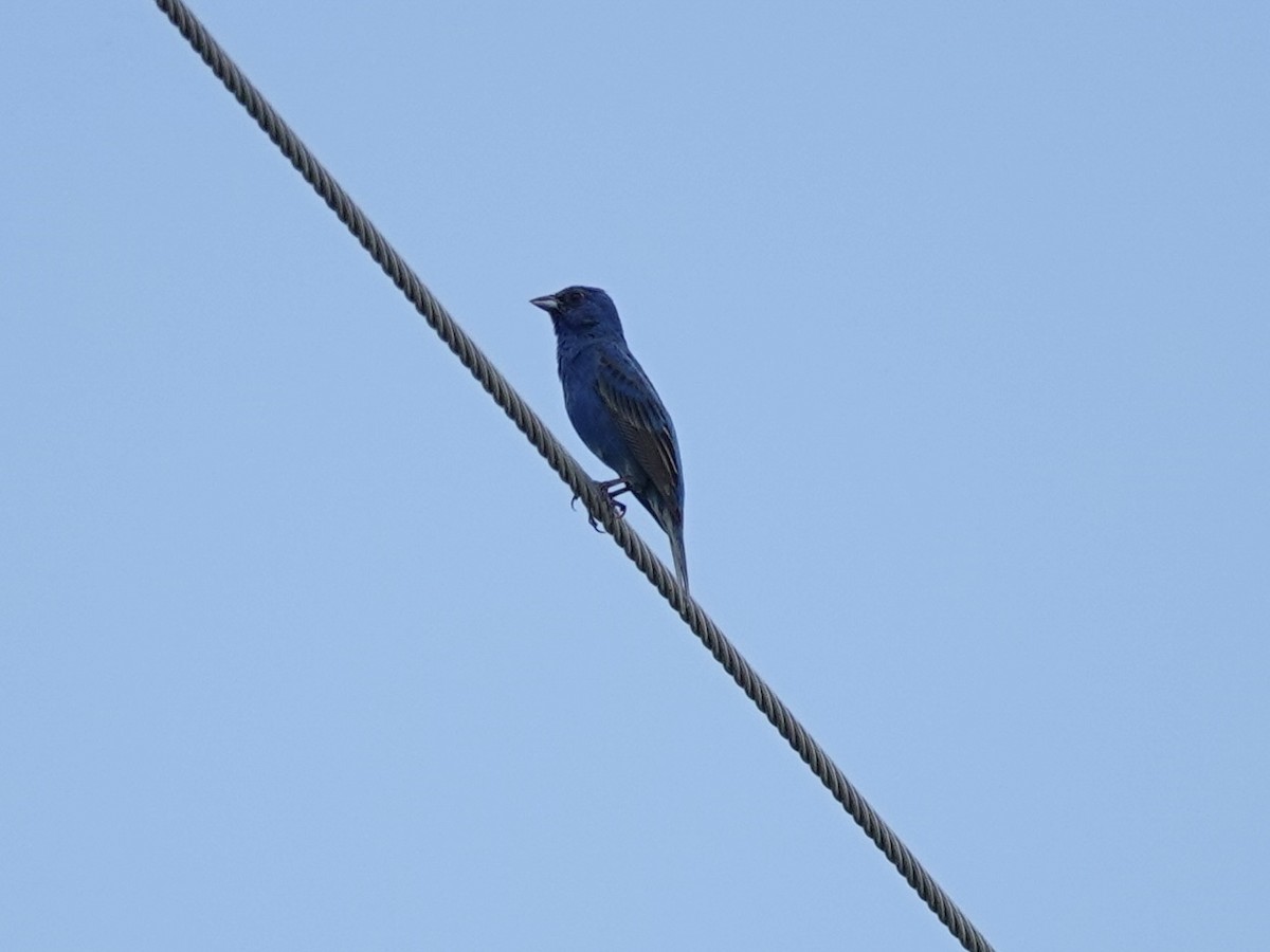 Indigo Bunting - ML638376428