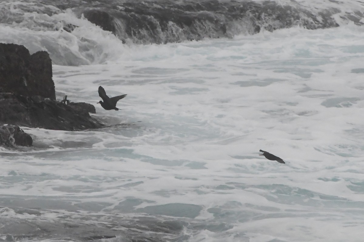 Sooty Oystercatcher - ML638376432