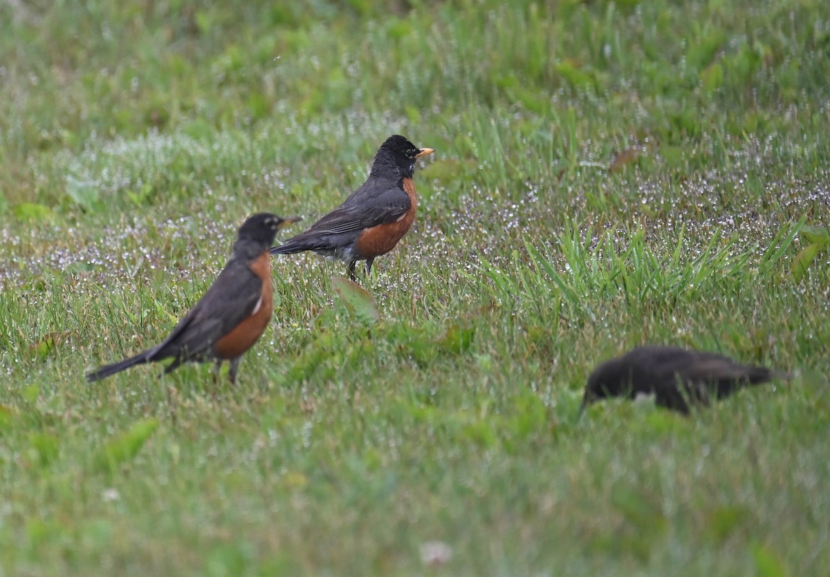 Zozo papargorria - ML638376434