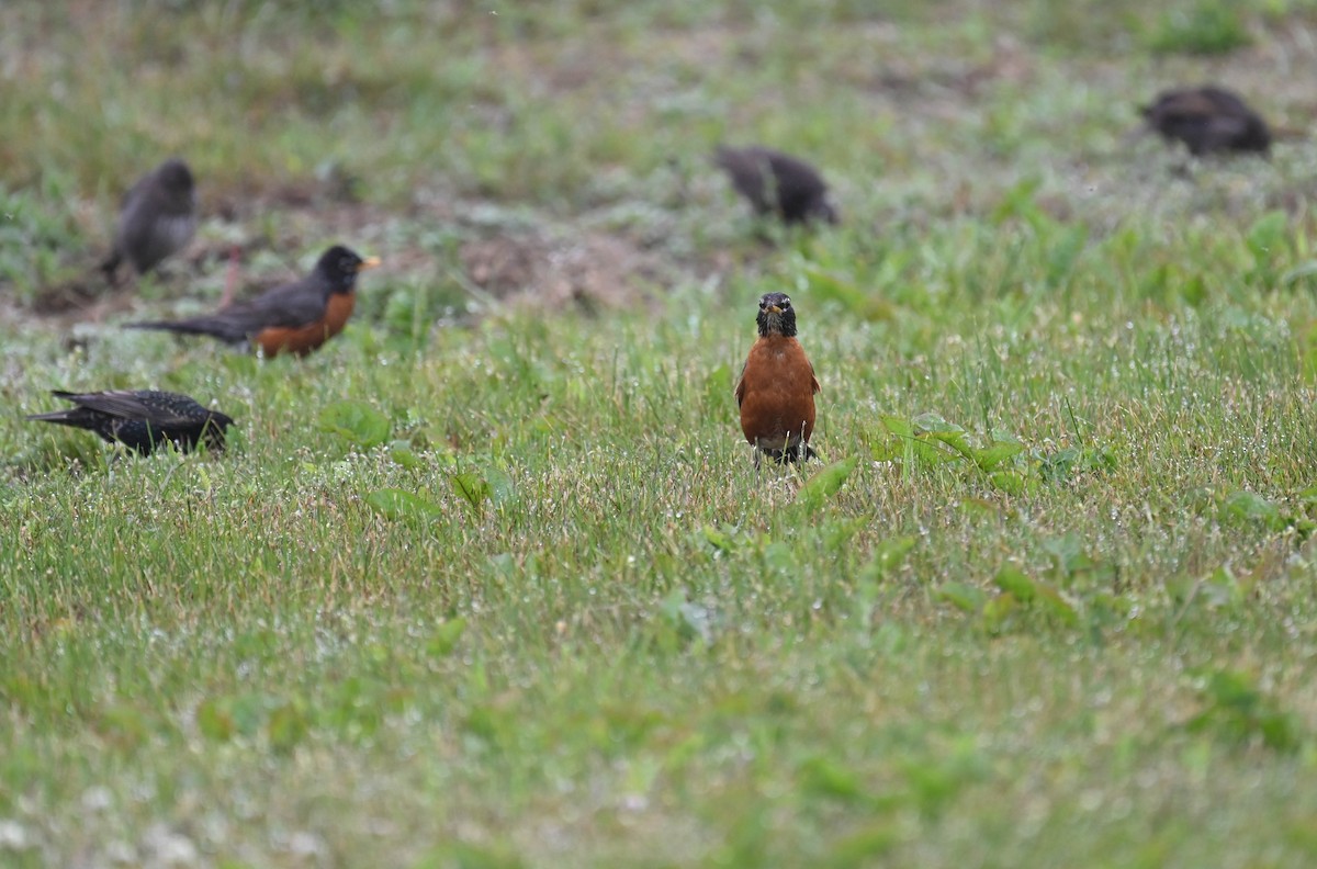 Zozo papargorria - ML638376435