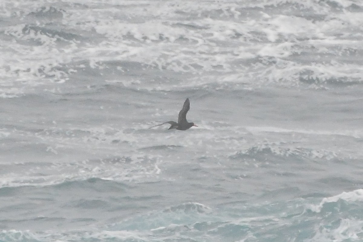 Sooty Oystercatcher - ML638376440