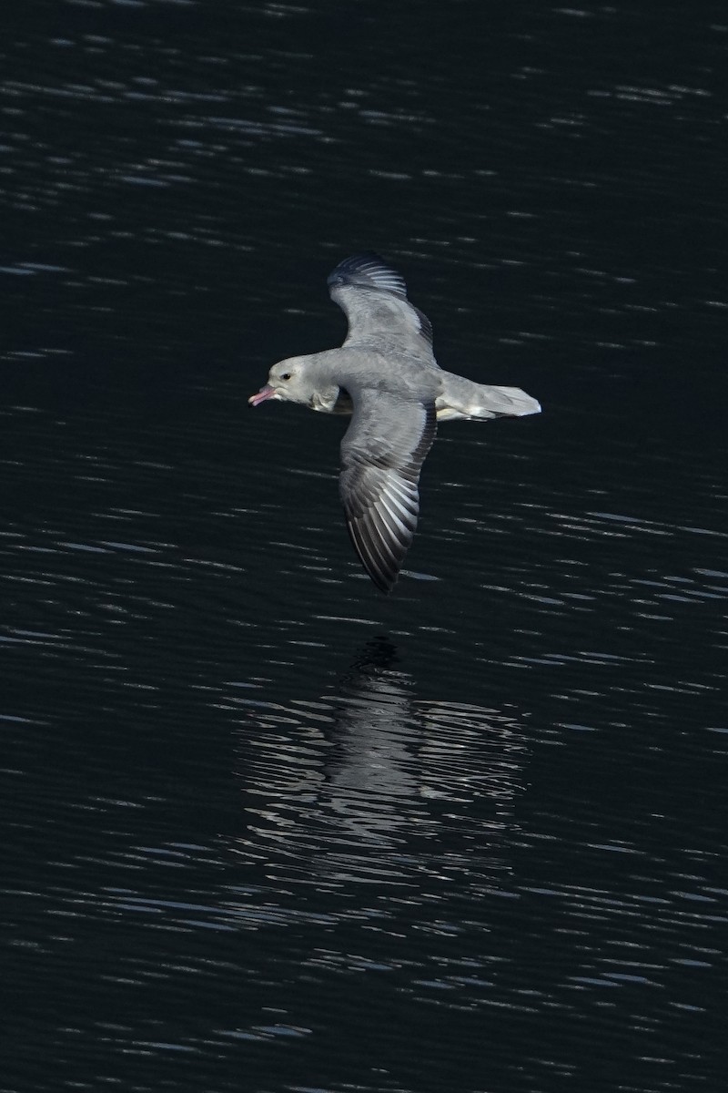 Southern Fulmar - ML638376457