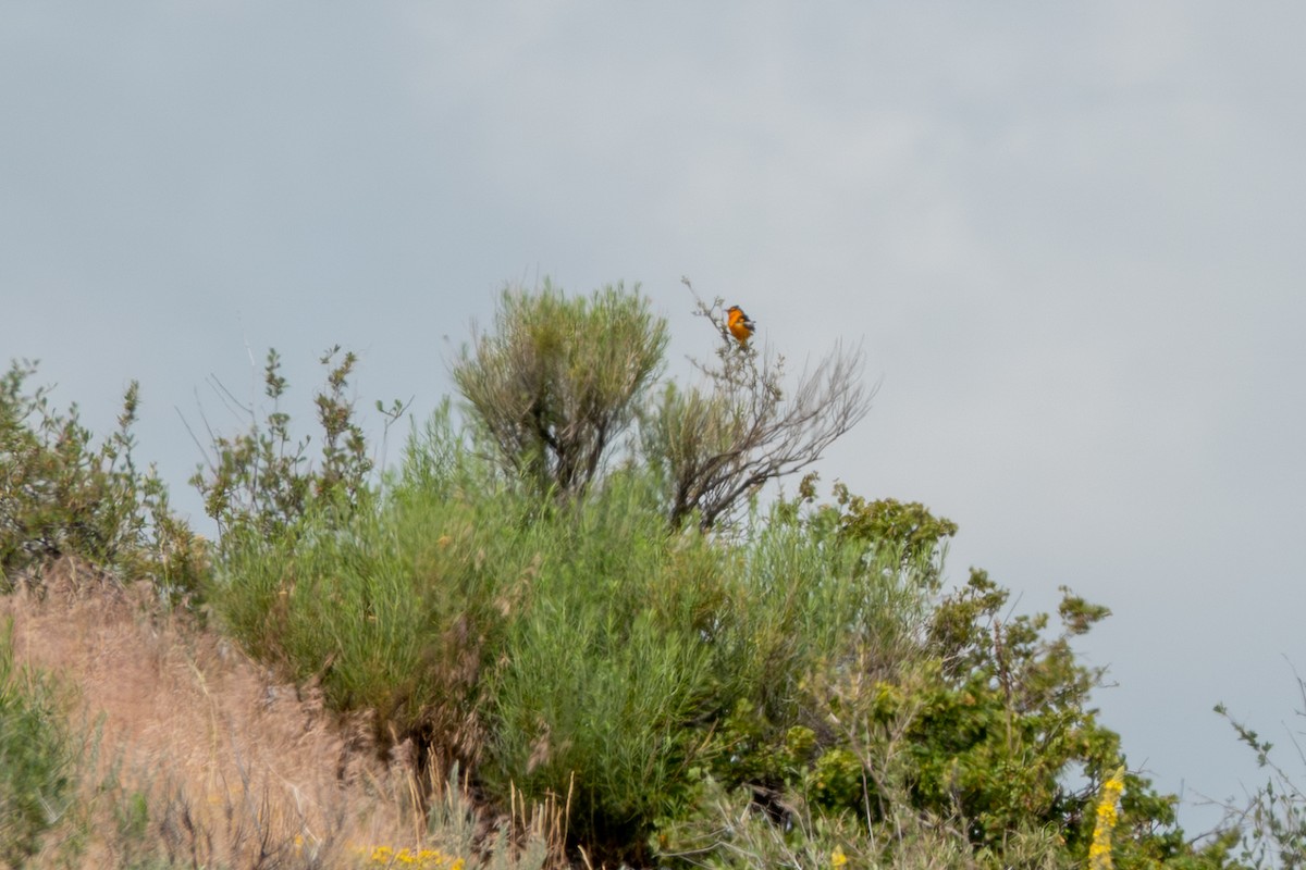 Bullock's Oriole - ML638376467