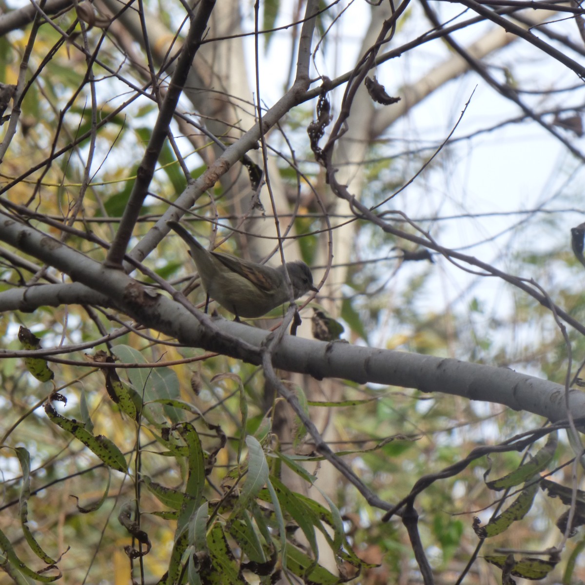 Southern Beardless-Tyrannulet - ML638376473