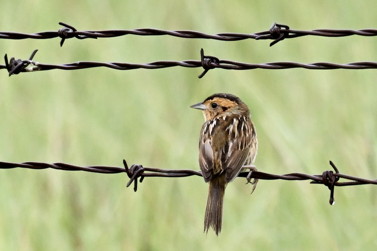 Nelson's Sparrow (Interior) - ML638376476