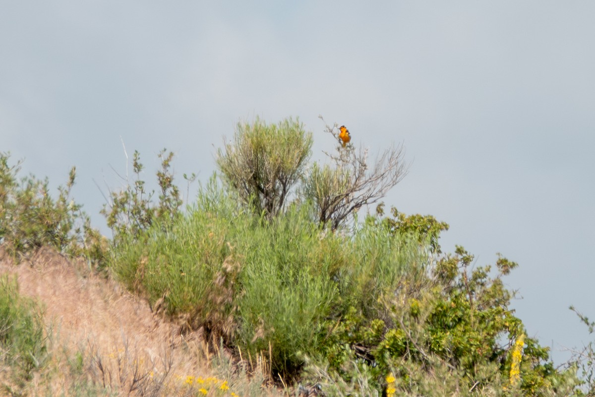 Bullock's Oriole - ML638376478