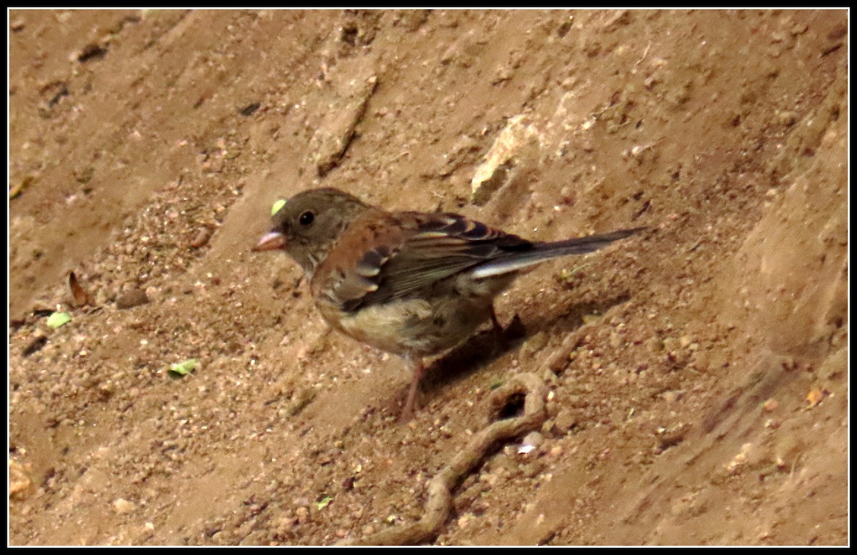 Junco Ojioscuro - ML638376480