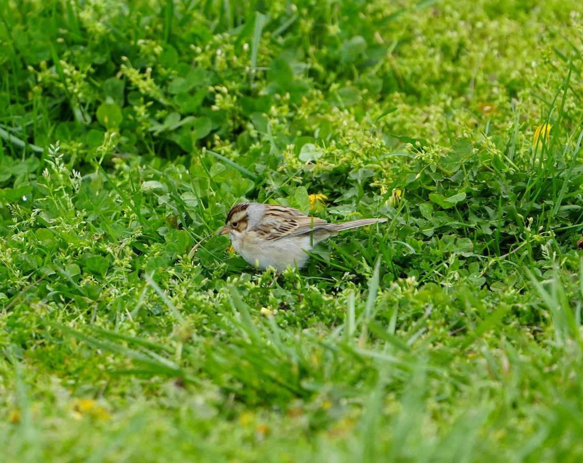 Clay-colored Sparrow - ML638376520
