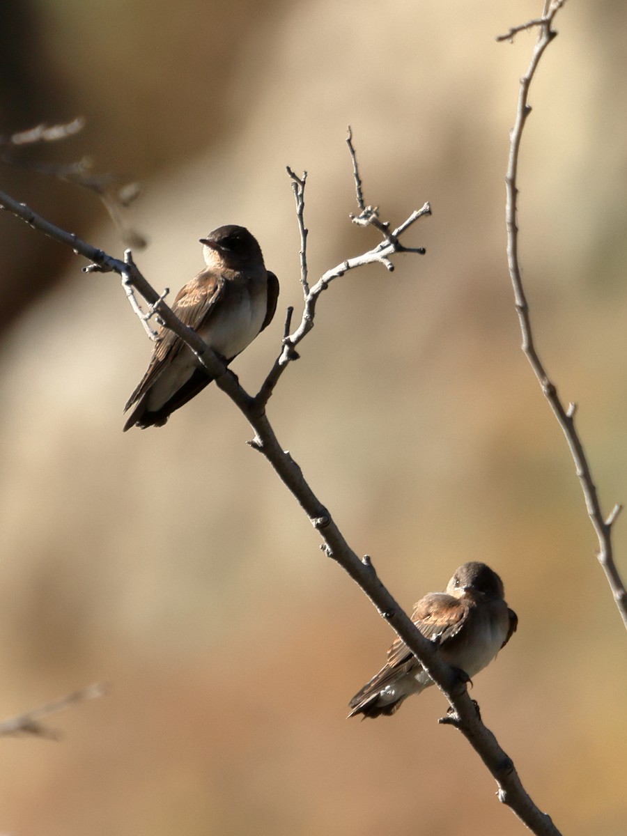 Northern Rough-winged Swallow - ML638376545