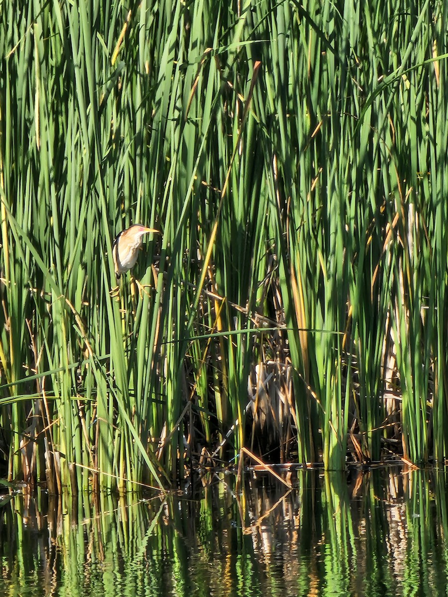 Least Bittern - ML638376557