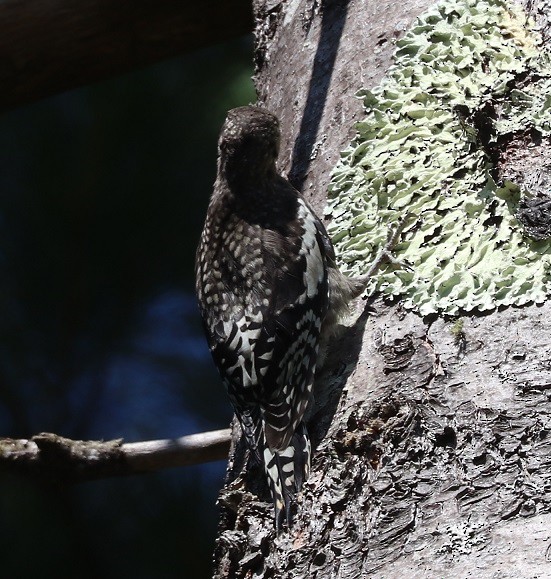 Yellow-bellied Sapsucker - ML638376560