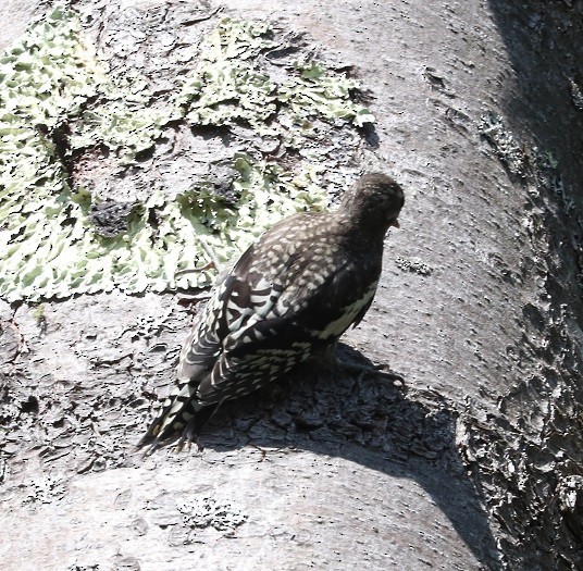 Yellow-bellied Sapsucker - ML638376561