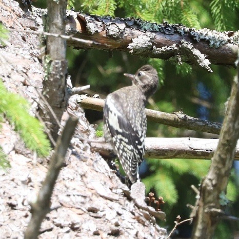 Yellow-bellied Sapsucker - ML638376562
