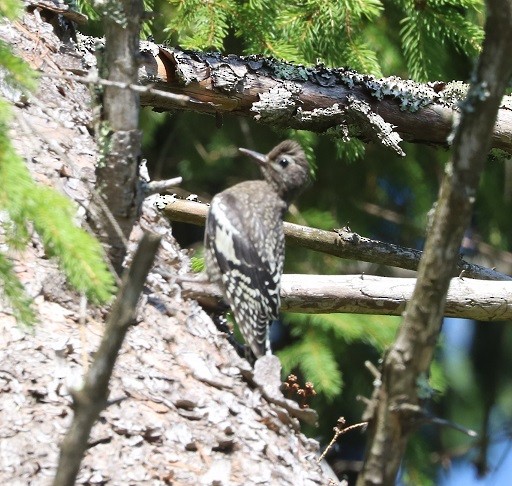 Yellow-bellied Sapsucker - ML638376563