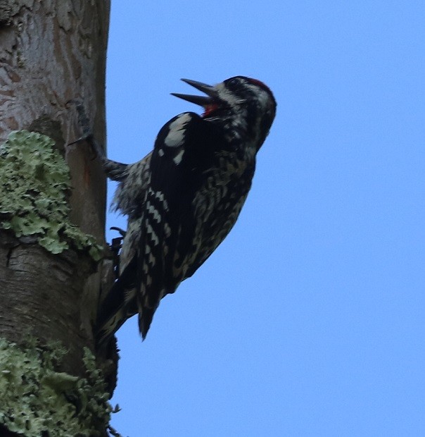 Yellow-bellied Sapsucker - ML638376564
