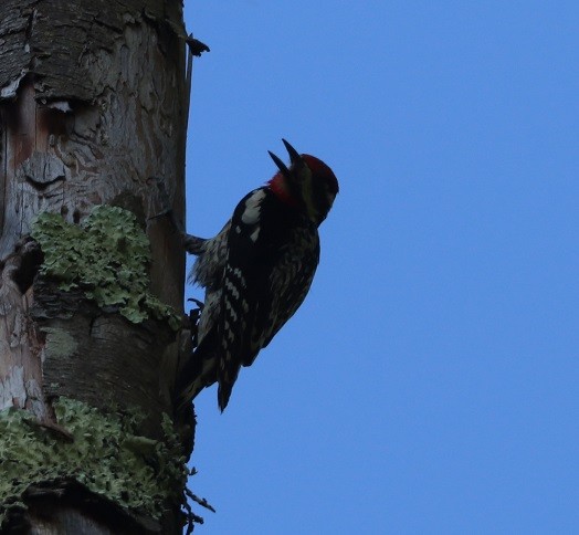 Yellow-bellied Sapsucker - ML638376565