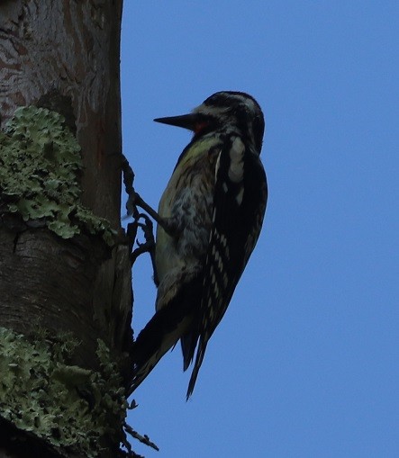 Yellow-bellied Sapsucker - ML638376566