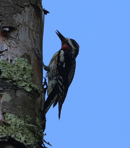 Yellow-bellied Sapsucker - ML638376567
