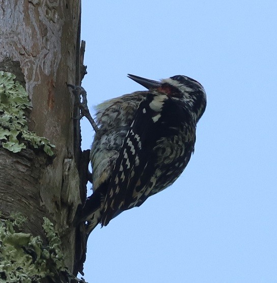 Yellow-bellied Sapsucker - ML638376568