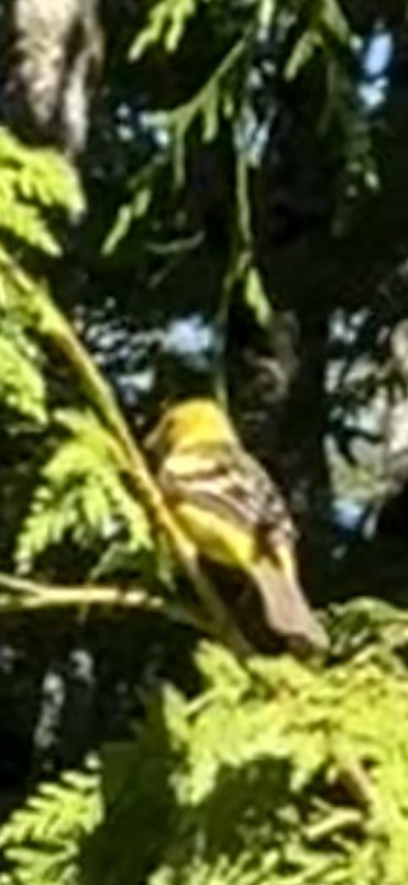 Western Tanager - ML638376571