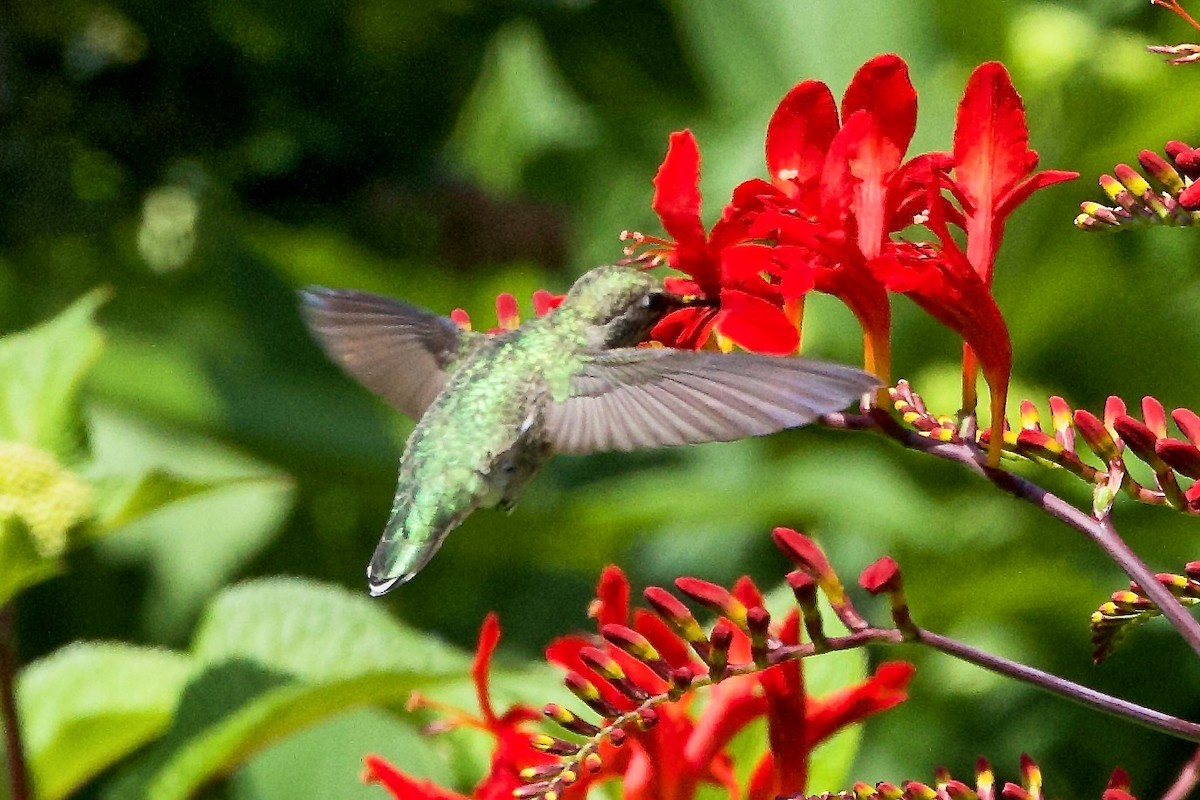 Anna's Hummingbird - ML638376605